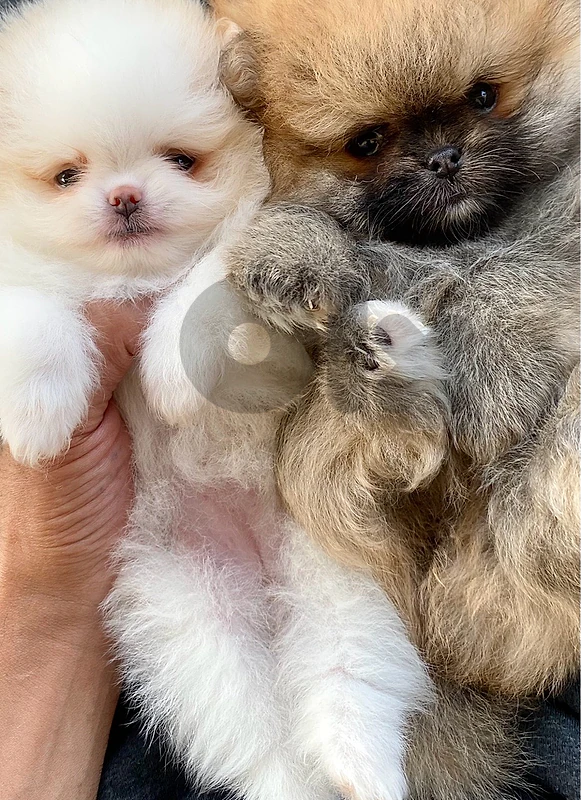pomeranian teacup teddy bear 🧸