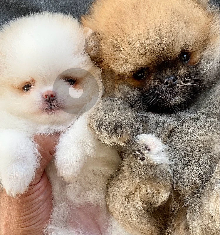 pomeranian teacup teddy bear 🧸