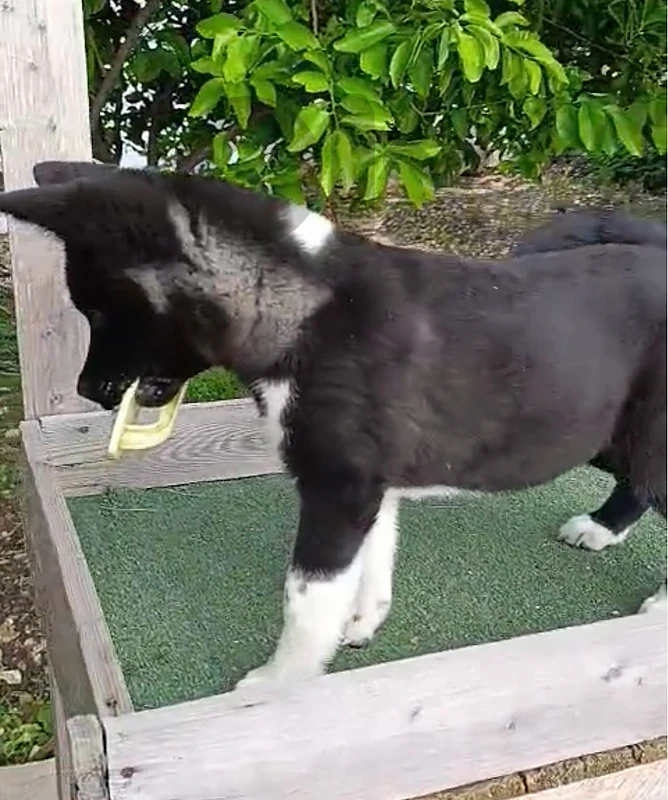 american akita