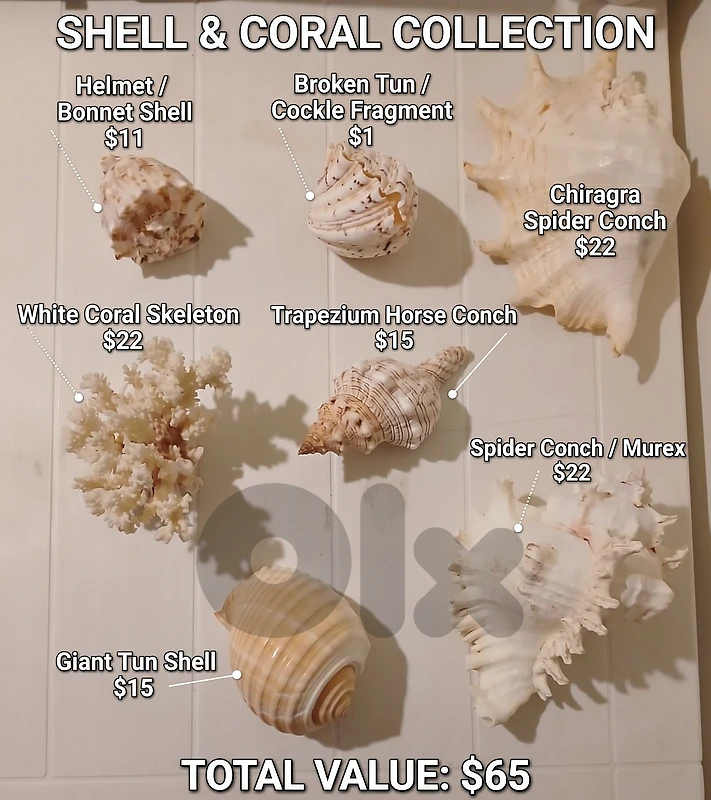 Natural Seashell & White Coral Decor Collection – 7-Pieces