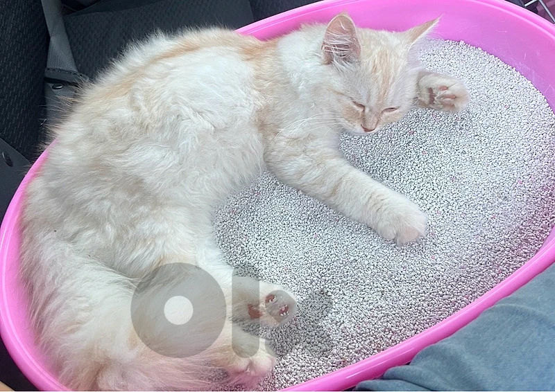 Male kitten persian cream and white Fully vaccinated