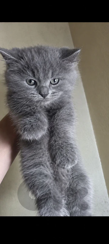 British kitten long hair