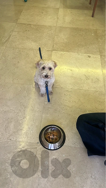 maltipoo for adoption