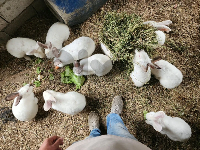 Californian rabbits