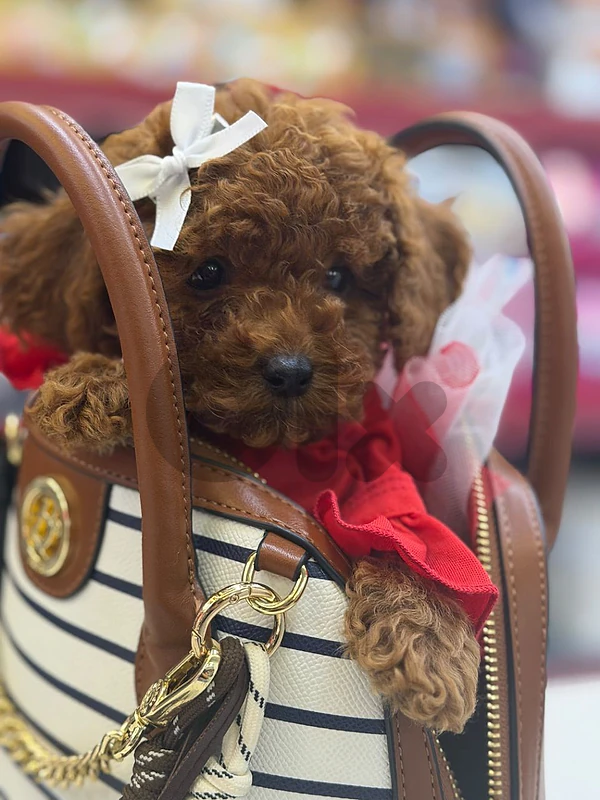 Adorable Poodle Puppies-Ready for Loving Homes-Available in store