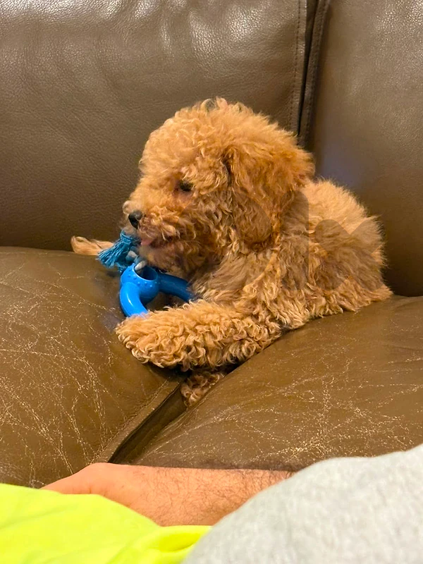 Poodle Apricot