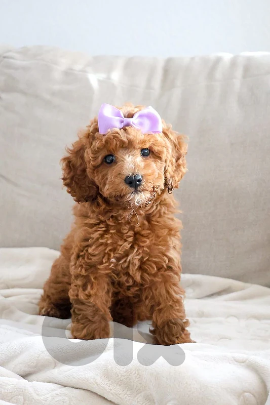 Goldendoodle - Mini Size [In Store]