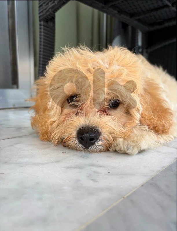 maltipoo 7month vaccinated
