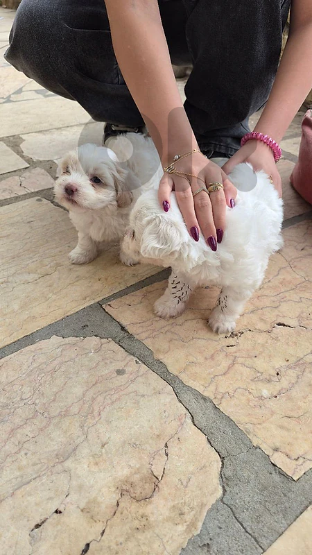 Female Pure Bichon
