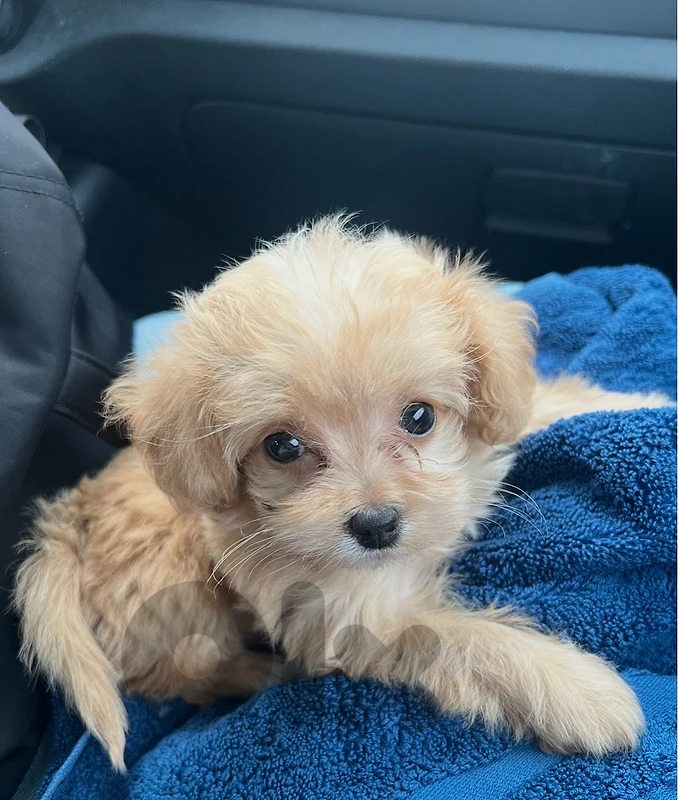 maltipoo mini