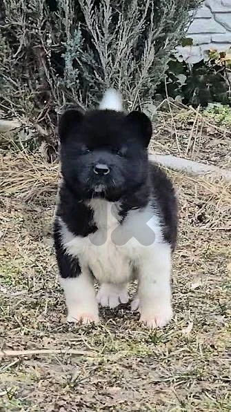 american akita