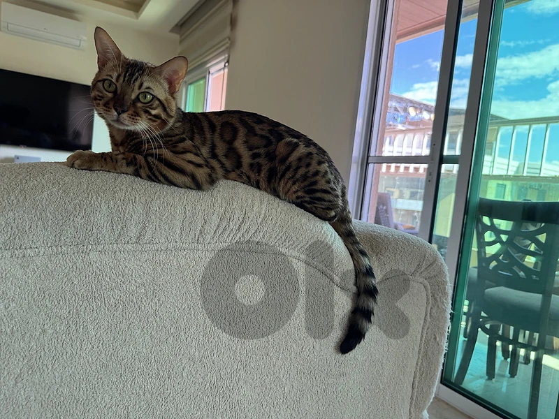 Kittens Pure Bengal– Exotic, Playful & Ready for New Homes