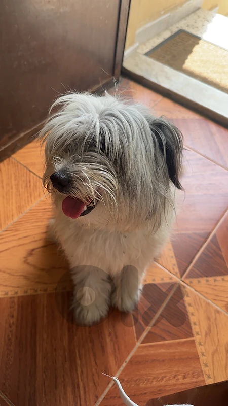 bichon