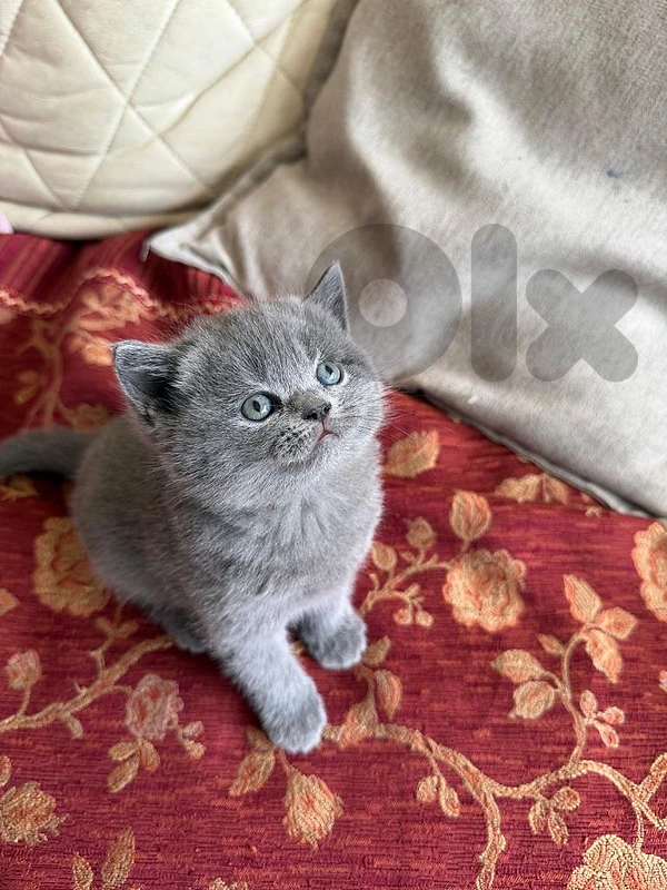 British kitten long hair