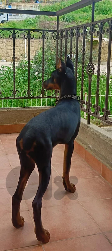 doberman