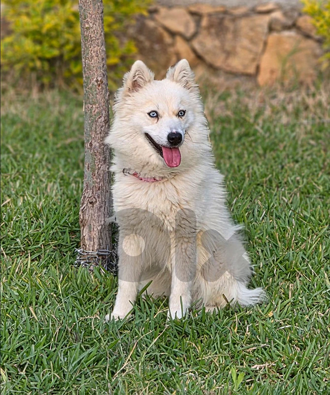Pomsky