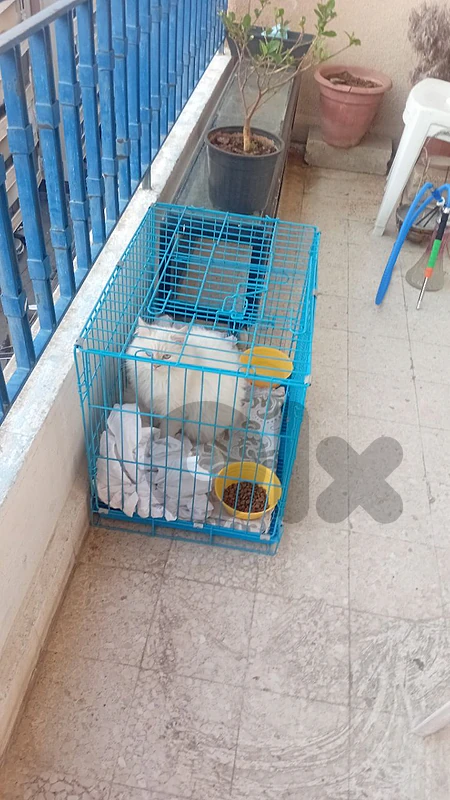 هرة للبيع مع بيت وعلبة الرمل