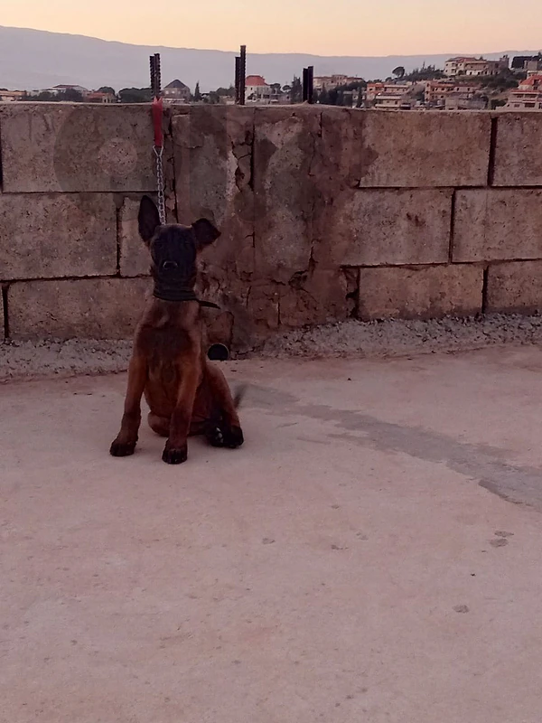 كللبه