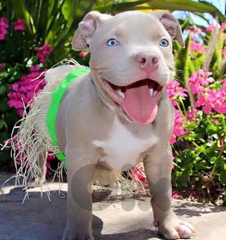 Dogs for sale