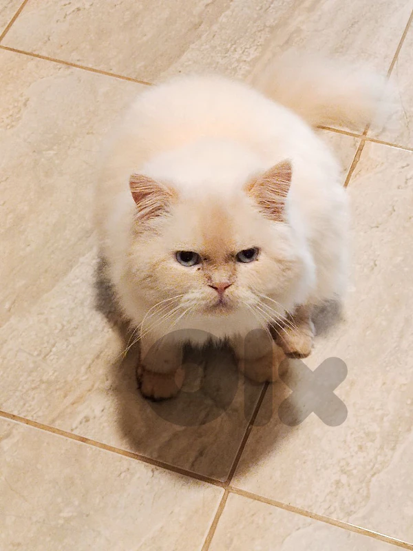 cat for sale