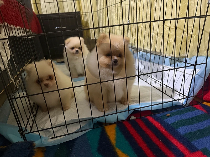 teacup pomeranian