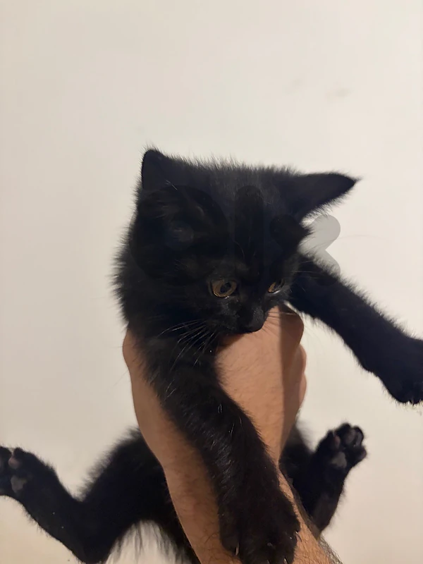 black cat half british short hair