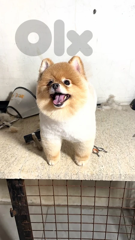 male and female teacup  pomeranian