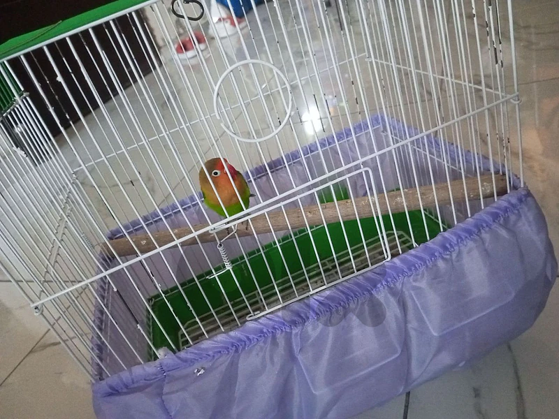 fisher bird