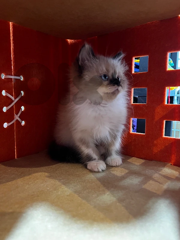 male ragdoll kitten