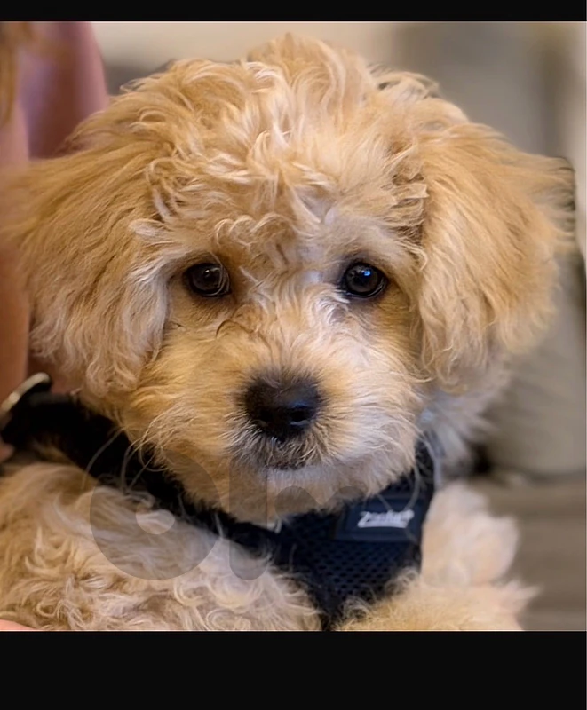Maltipoo 8 Months old