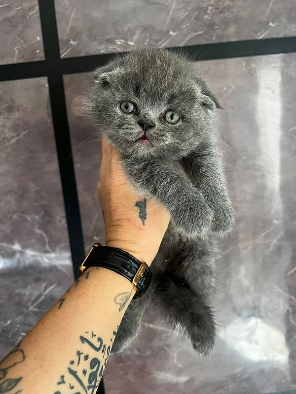 scottishfold kittens