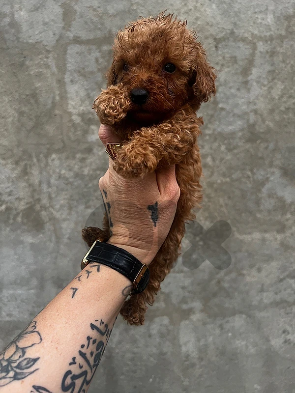 males and females poodle