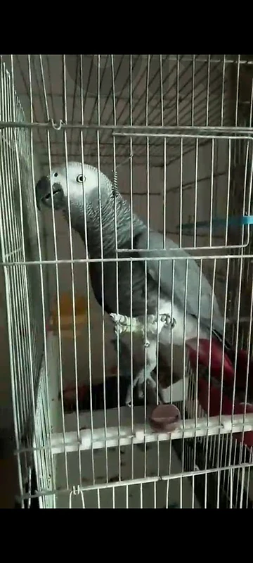 بيروت