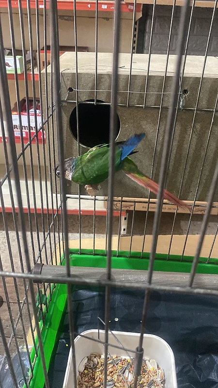 parrots birds conior