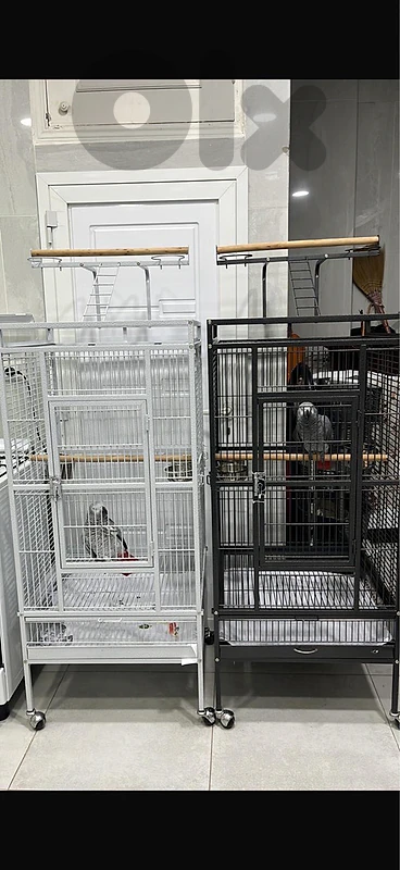 parrot cage