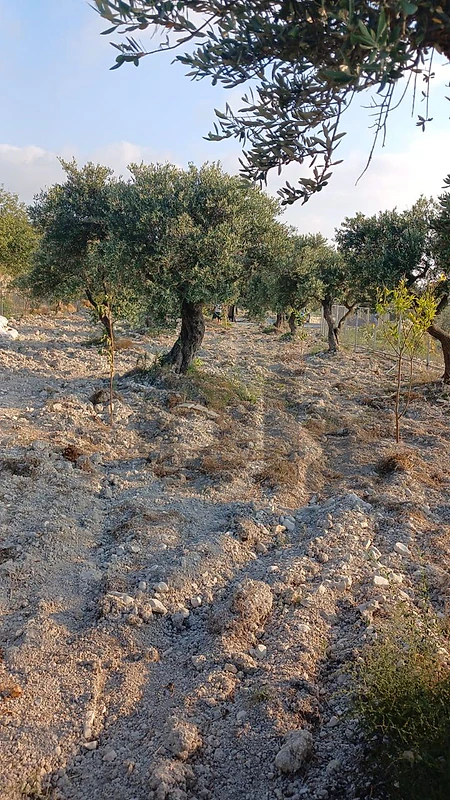 Residential Land in Hamat
