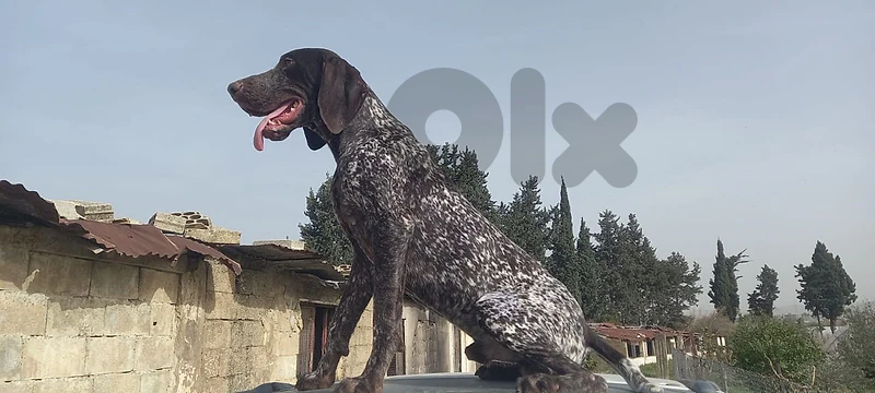 German pointer  كلب صيد