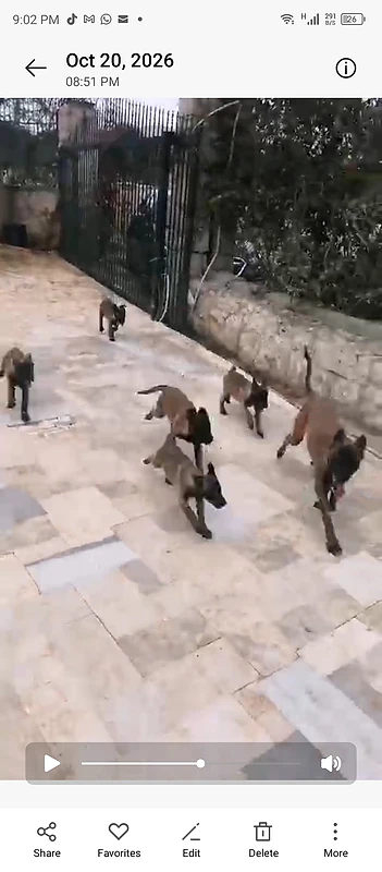 Berger Malinois
