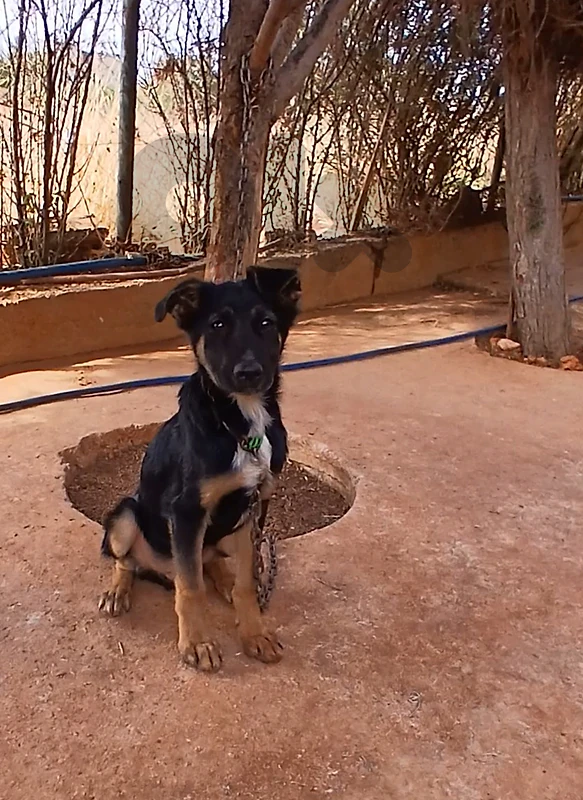 German Malinois Shepherd Puppy  3.5 Months