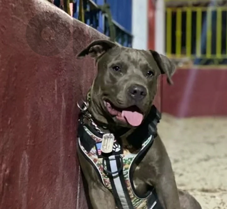 female blue nose pitbull