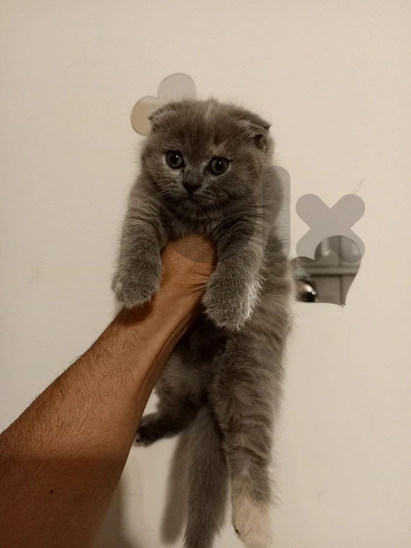 kitten female