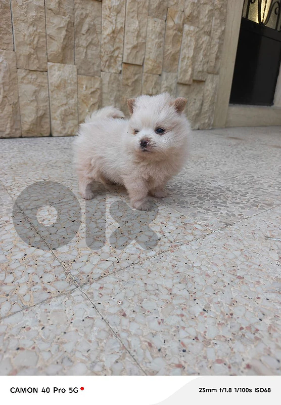 Pomeranian