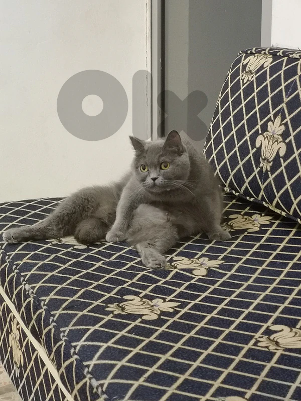 الشوف
