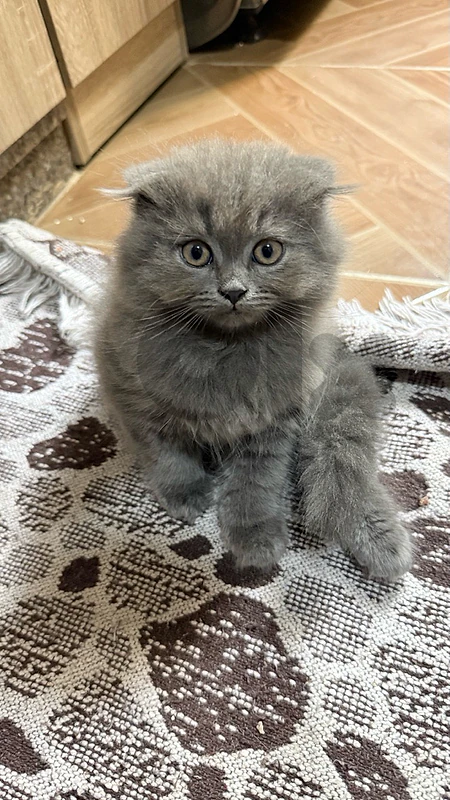 cat for sale