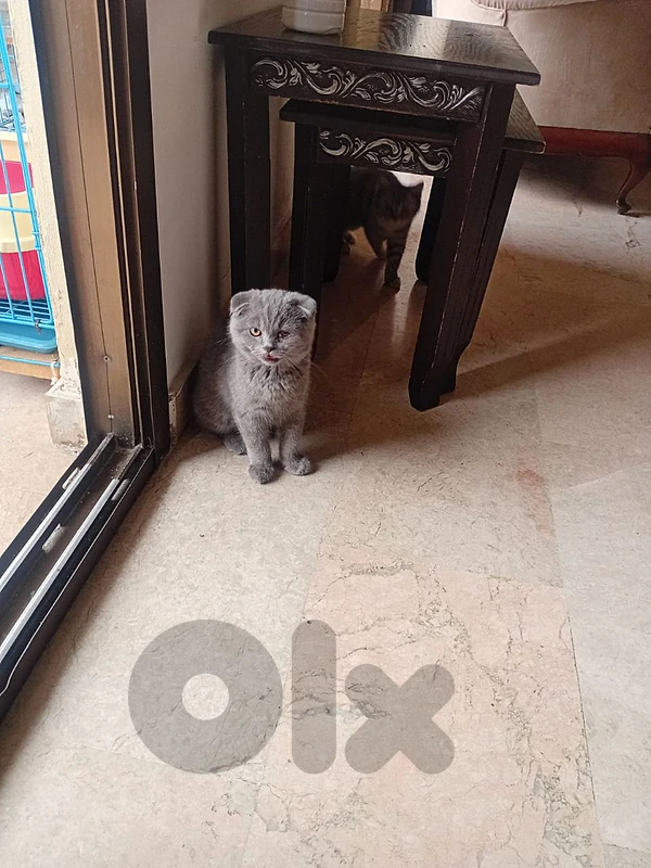 Scottish fold