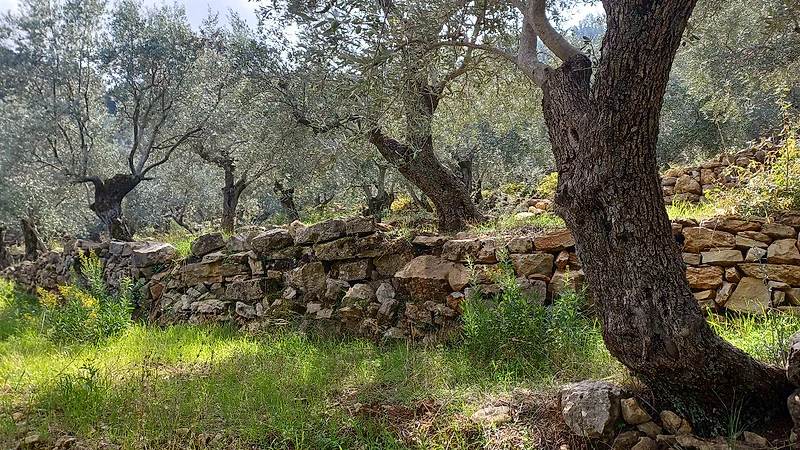 land for sale in Douma أرض للببع في دوما
