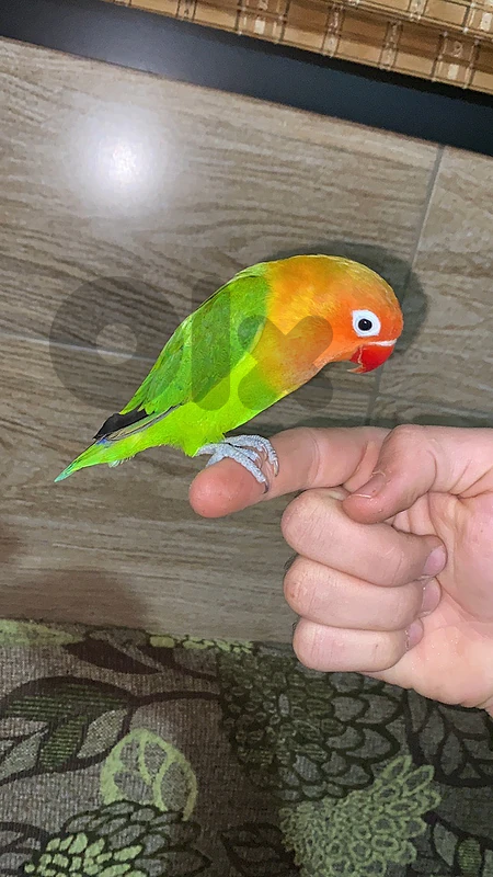 lovebirds