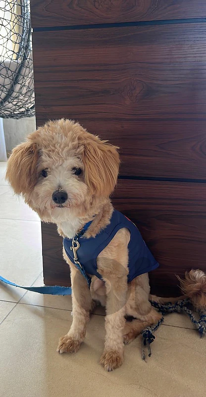 Poodle (Age: 10 months)
