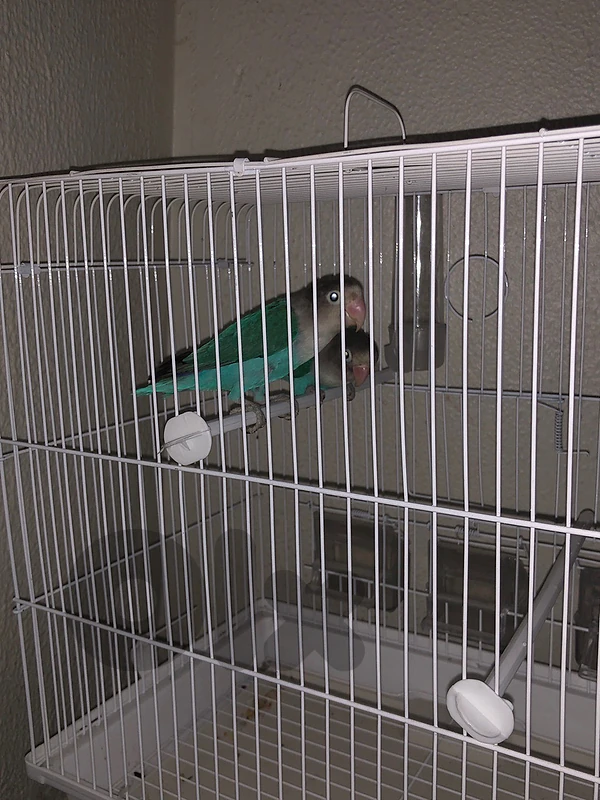 birds