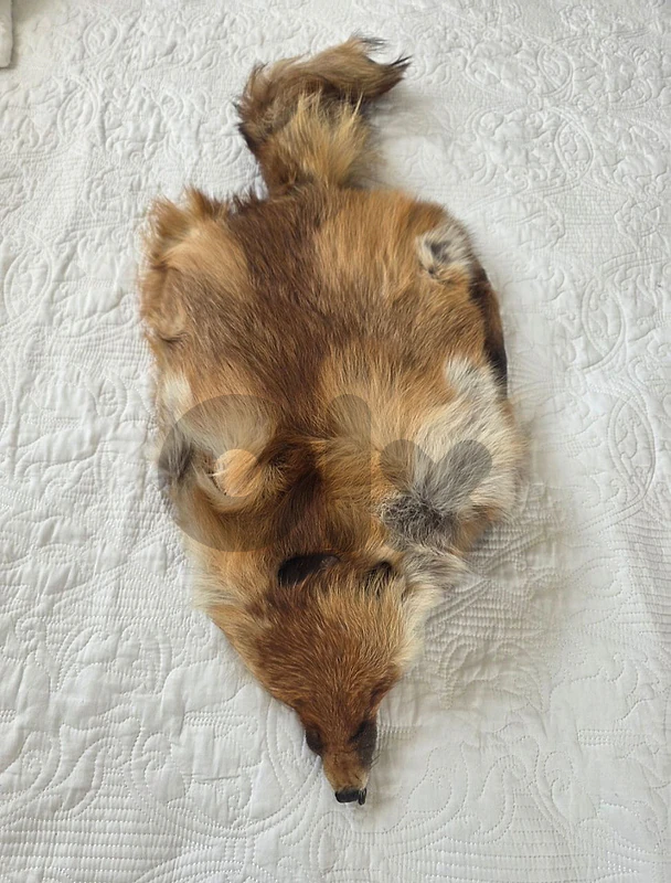 3 pieces authentic renard fox fur